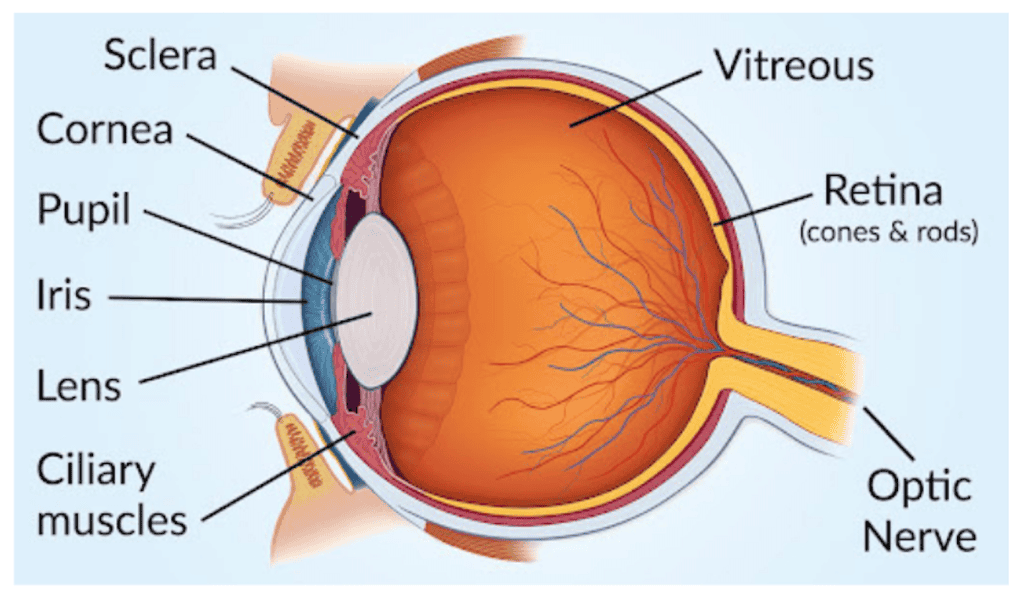 refractive lens eye details